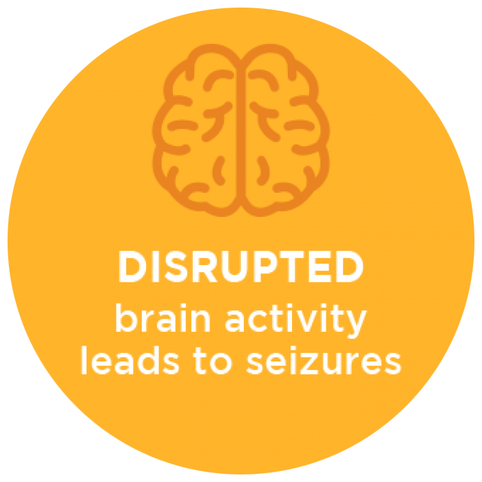 Disrupted Brain Activity Leads to Seizures