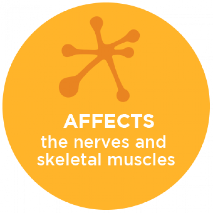 Affects the Nerves and Skeletal Muscles